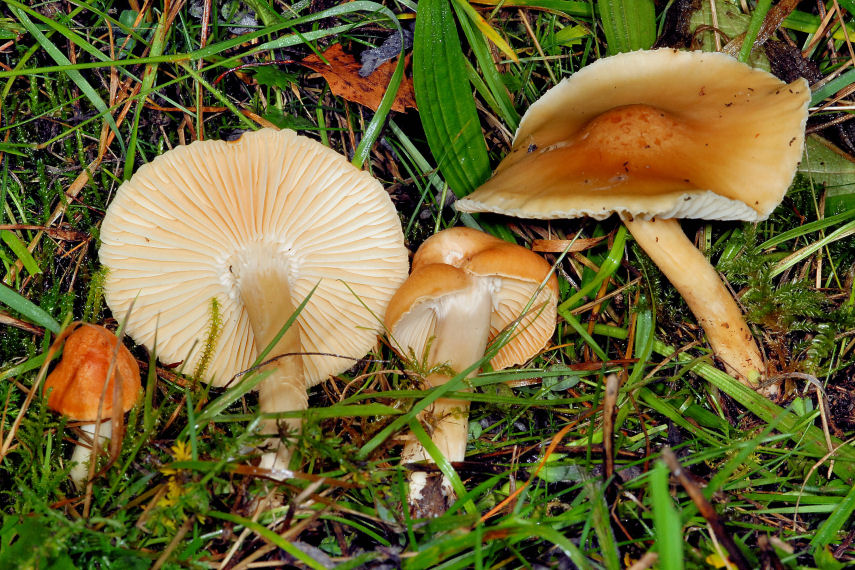 Hygrophoracee